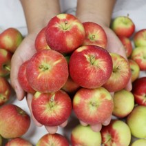 영천 산지직송 꼬마사과 애기사과 미니사과 루비에스 1kg 2kg, 1박스, 영천 미니사과 루비에스 가정용 2kg(상처가많음)