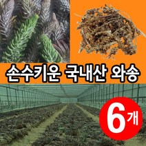 김천 직영농장 건와송 생와송 100g, 6개 (6000원 할인)