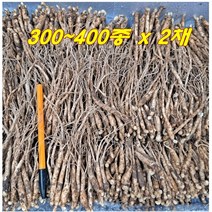 2년근 종삼 묘삼 인삼 재배용 1차 750g 300-400종 2채 수경용 토경용 새싹인삼 키우기 수경재배기