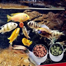 물고기 음식 태블릿 astacin 새우 수족관 먹이 물고기 탱크 열대 메기 알약 fish forage 160pcs 열대어 사료