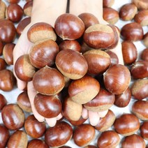 22년 공주 밤 공주햇밤 대보밤 2kg 4kg 생밤, 공주 햇밤 대보밤 대 2kg, 1개
