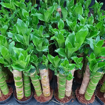 도희씨네 정원>> 행운을 안겨다 주는 황금죽 3식 100″ class=”wr-img”></a></div></p></div></p></div></p></div><div class=