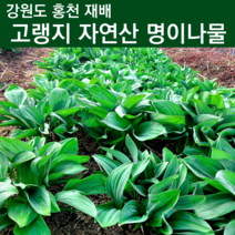 생명이나물 자연산 명이나물 줄기명이 잎명이 산마늘 잎 홍천 강원도 6시내고향 명이나물 2kg 봄철 산나물 산명이 4월 제철 나물 주문 1kg 1키로 2키로, 잎명이 1kg