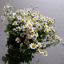 캐모마일 - 마트리카리아 / 고속터미널꽃시장 꽃도매 계절꽃 서리풀플라워