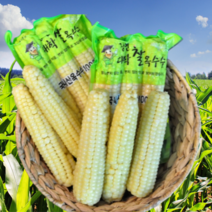 괴산대학 찰 옥수수 냉동 삶은 찐 옥수수, 대학찰옥수수(17cm이상 냉동)21개