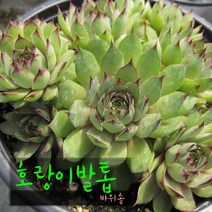 허브여울다육 호랑이발톱바위솔 지름 9cm 소품화분, 5개
