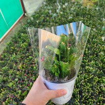 개발선인장 노랑빨강혼합용 노랑색양랜덤 한정수량판매