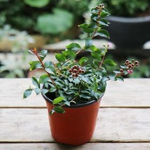 미니백일홍 x 10포트 생울타리 노지월동 야생화 나무 묘목 봄꽃 여름꽃 화분 다년생 실내 화초 키우기, 10개