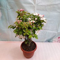 용플라워 꽃사과 나무