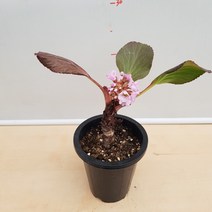 [용이네 화원] 베르게니아 동설화 시베리아 바위취 105 농원