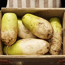 방아 제주무 제주월동무 겨울무 제주무우 무제철 5kg 10kg, 가정용무 10kg