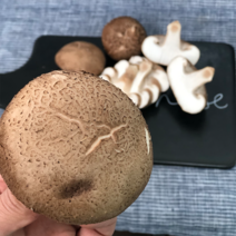 100%국내산 전남 장수풍뎅이마을 무농약인증 표고버섯, 3. 표고버섯 상사이즈 1kg