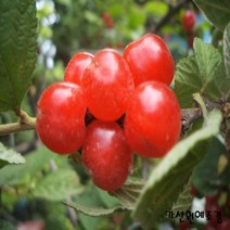 [가산원예조경] 앵두나무 접목1년특묘 5주묶음