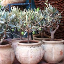 올리브나무/3년생포트묘(2주묶음)/묘목/F0480, 1개