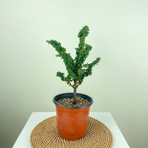 내뜰에 동일품발송 석화회 Chamaecyparis obtusa Chirimen