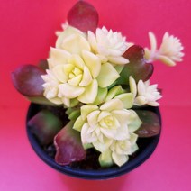 매직쨈골드 2두이상 핑크로 물들이는 다육이 노란색 다육130랜덤, 단품, 1개