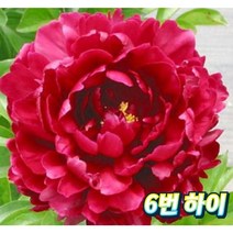 겹목단(하이 레드)대형 개화주