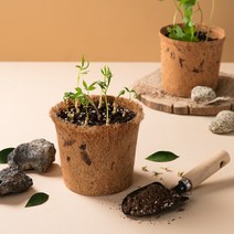 무럭무럭 새싹삼 키우기 6뿌리 재배기 식물키우기 채소키우기 홈가드닝 DIY 키트 세트