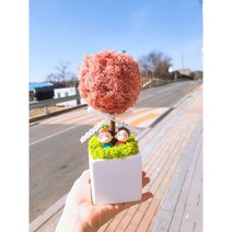 스칸디아모스 토피어리 화분 집들이 개업용 선물 캘리그라피화분, 퍼플