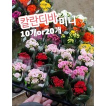 칼란디바 퀸-미니-10개or20개/꽃말은 설레임 꽃하고 잘 어울리는 카랑코에, 10개