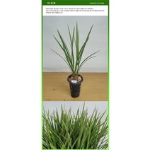 동양란/고급난/금기/팔보기전/태양금/산천조/산천보세, (2)금침(포트/4촉)