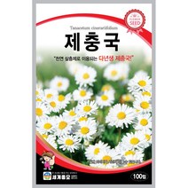 세계 제충국 씨앗 다년생 아스타 달마시안 살충제 국화과 봄 여름 가을 꽃씨 종자, 백일홍