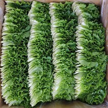 야채맘 국내산 쌈추 2kg 내외