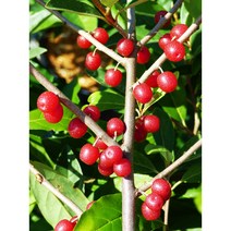 리서스원예 왕보리수나무 왕보리수묘목 유실수