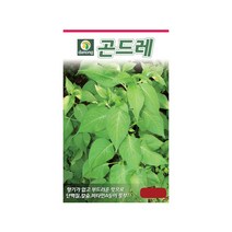 (DN) 곤드레(고려엉겅퀴) 씨앗(100립)