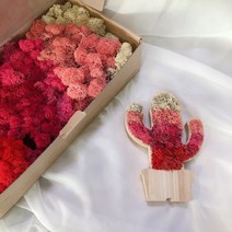 스칸디아모스 공기정화식물 천연이끼 그라데이션핑크 테라리움 재료 이끼구매, 1개