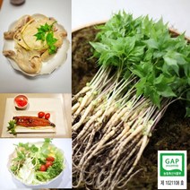 순수 새싹삼 [GAP 인증] 미니 100 뿌리 150 뿌리 (15cm 내외) 새싹인삼 (오후 2시이전 주문시 당일발송), 일반 포장