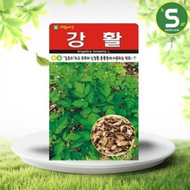 솔림텃밭몰 강활씨앗 100립 강활 강호리 신경통 중풍이용 약초, 단품