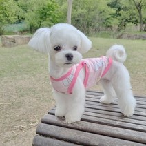 펫라이엇 1+1 강아지옷 고양이옷 봄 여름 리넨 나시 티셔츠 실내복 외출복 S-XL, 세트01_곰돌이+선인장