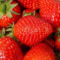 2022년수확 설향딸기 생딸기 상품 특품 1kg 2kg, 설향딸기 특품 1kg