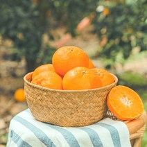 프리미엄 제주 만감류 3종 선물세트 (천혜향+레드향+썬니트한라봉)