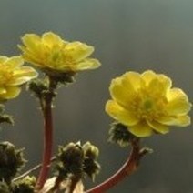 복수초 종근 10주