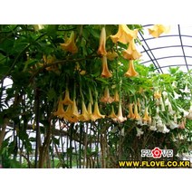 엔젤트럼펫(큰화분)