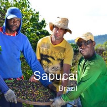 [커피생두] 브라질 사푸카이 5kg Brazil Sapucai/ 스페셜티 커피 생두, 1개