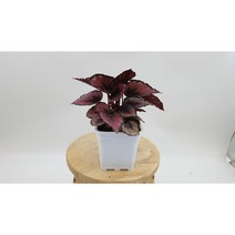 렉스베고니아 레드 사각 9x9