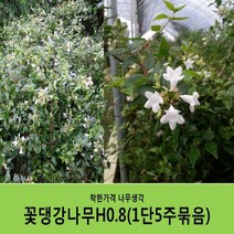 착한가격 나무생각 꽃댕강나무 묶음모음, 꽃댕강나무H0.8(80cm)5주묶음