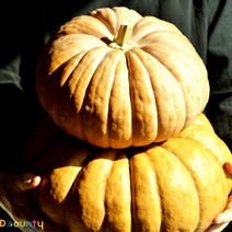 디카운티 늙은호박 국산 100% 생 맷돌호박 노란 호박 특상품, 3개, [3kg~3.9kg]