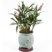 선물용 난 분재 승진 취임 영전 동야란 서양란 꽃배달 소나무분재 개업화분 축하화분, 청자운학-천지연