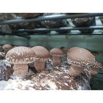 송화고 버섯 국내산 무농약 재배 ( 농장 직송 ), 일반형 1kg