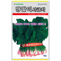 오스템바이오 땅딸이시금치 35g 400g 종자 씨앗 추파용 월동 시금치 내한성, 1개