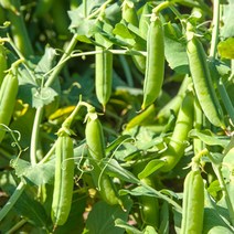 완두콩 약 채소 씨앗 껍질 품종 종자 풋 500g 정원 꾸미기 콩씨앗 유진스타일 ##9.14EA, 유진스타일 본상품선택