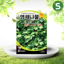 솔림텃밭몰 영채나물씨앗 20g 큰다닥냉이 함경도 채소나물