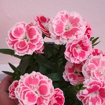 오스카카네이션 투톤 복하시 향카네이션 패랭이 봄꽃