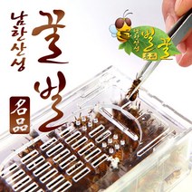 남한산성벌꿀농장 벌침벌 봉침벌 벌 벌침 봉독 벌침용벌 봉침용벌/로얄제리 꿀 영양사탕을 먹은 쌩쌩벌, 1개, 150마리이상