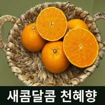 [헌터스 초특가] 리얼 새콤달콤 만감류 제철과일 제주명품 천혜향3kg