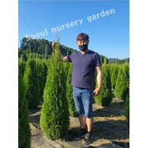 에메랄드그린나무 조경수 침엽수 관상수 4치 120L포트묘 미측백 울타리용 서울농원묘목, 에메랄드그린 120L포트묘
